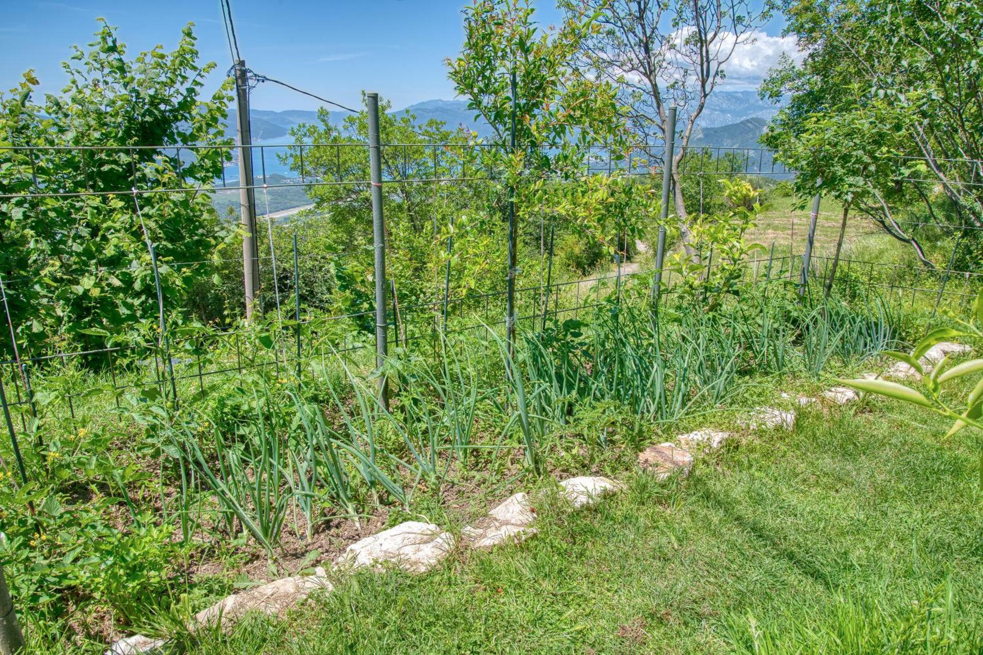 Apartment Paradise Kotor Bagian luar foto